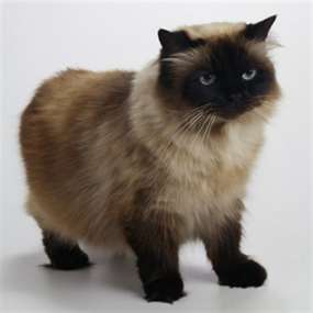 balinese cat adoption uk